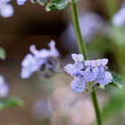 Small, pale purple catnip flowers blooming on a green square stem with soft, textured leaves.