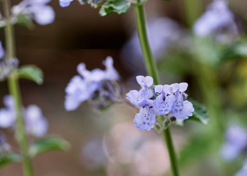 Catnip Seeds