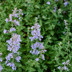 Catnip plant with tall, slender spikes of small, pale purple flowers rising above soft, gray-green foliage.