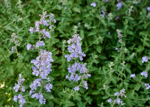 Catnip Seeds