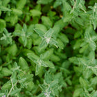 Top-down view of lush Catnip plants with soft gray-green serrated leaves and small pale flowers.