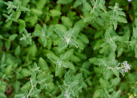 Catnip Seeds