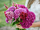 Person holding a vibrant bouquet of Crested Mix celosia with ruffled, velvety magenta and deep red flower heads.