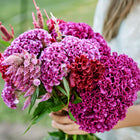 Person holding a vibrant bouquet of Crested Mix celosia with ruffled, velvety magenta and deep red flower heads.