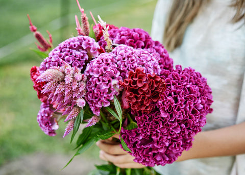 Crested Mix - Celosia Seeds