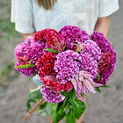 Person holding a vibrant bouquet of Crested Mix celosia with velvety, ruffled flower heads in shades of red and purple.