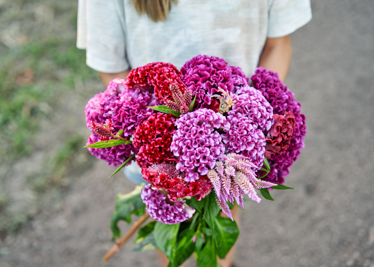 Crested Mix - Celosia Seeds