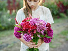 Person holding a vibrant bouquet of Crested Mix celosia with velvety red, pink, and purple ruffled flower heads.