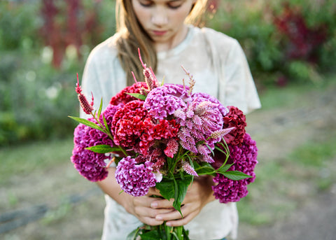 Crested Mix - Celosia Seeds