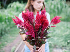 A person holding a large bouquet of vibrant scarlet Forest Fire celosia plumes with dark foliage in a garden.