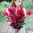A person holding a large bouquet of vibrant scarlet Forest Fire celosia plumes with dark foliage in a garden.