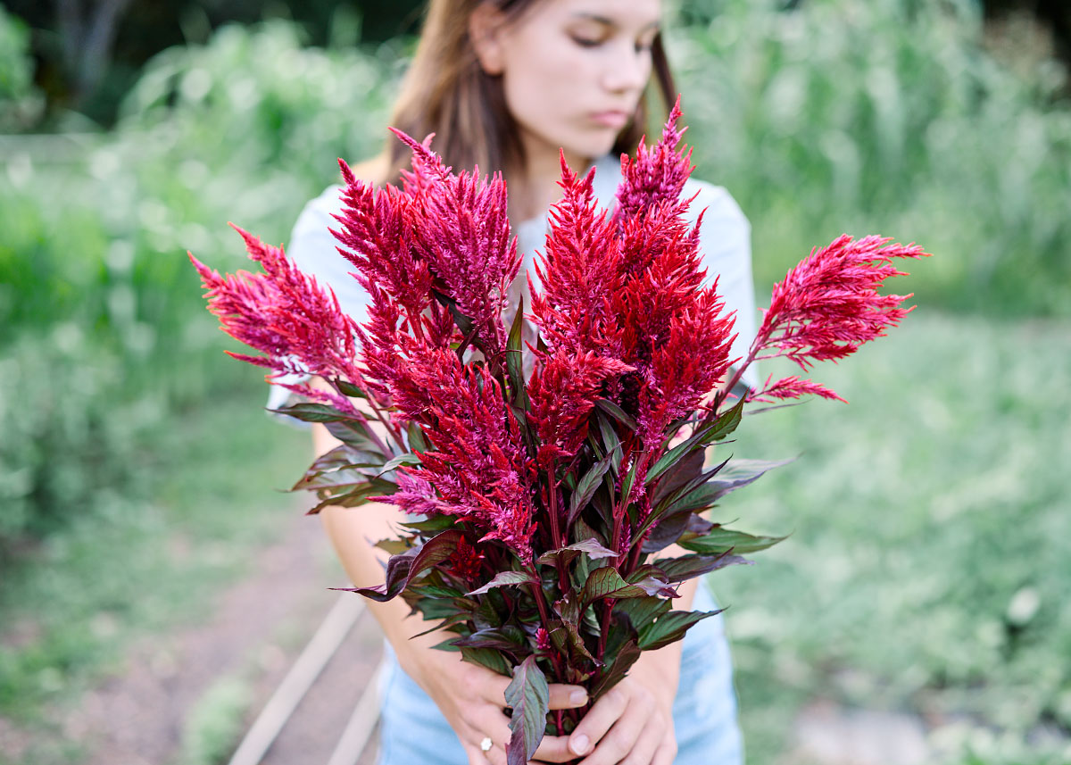 Forest Fire - Celosia Seeds