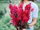 A person holding a vibrant bouquet of scarlet Forest Fire celosia plumes with dark foliage in a garden.