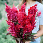 A person holding a vibrant bouquet of scarlet Forest Fire celosia plumes with dark foliage in a garden.