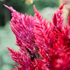 Vibrant scarlet Forest Fire celosia plumes with textured, flame-like flower heads in a garden setting.