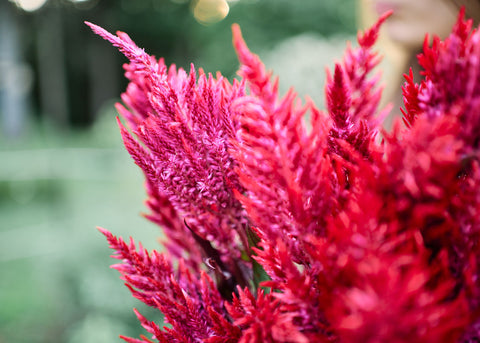 Forest Fire - Celosia Seeds