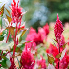 Vibrant scarlet Forest Fire celosia plumes rising on upright stems in a sunny garden bed.