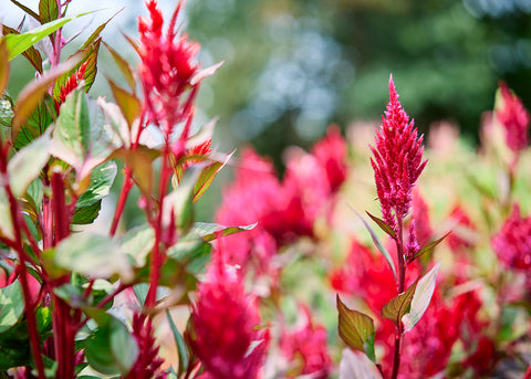 Forest Fire - Celosia Seeds