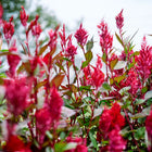 Vibrant scarlet Forest Fire celosia plumes rising above dark green and bronze foliage in a garden bed.