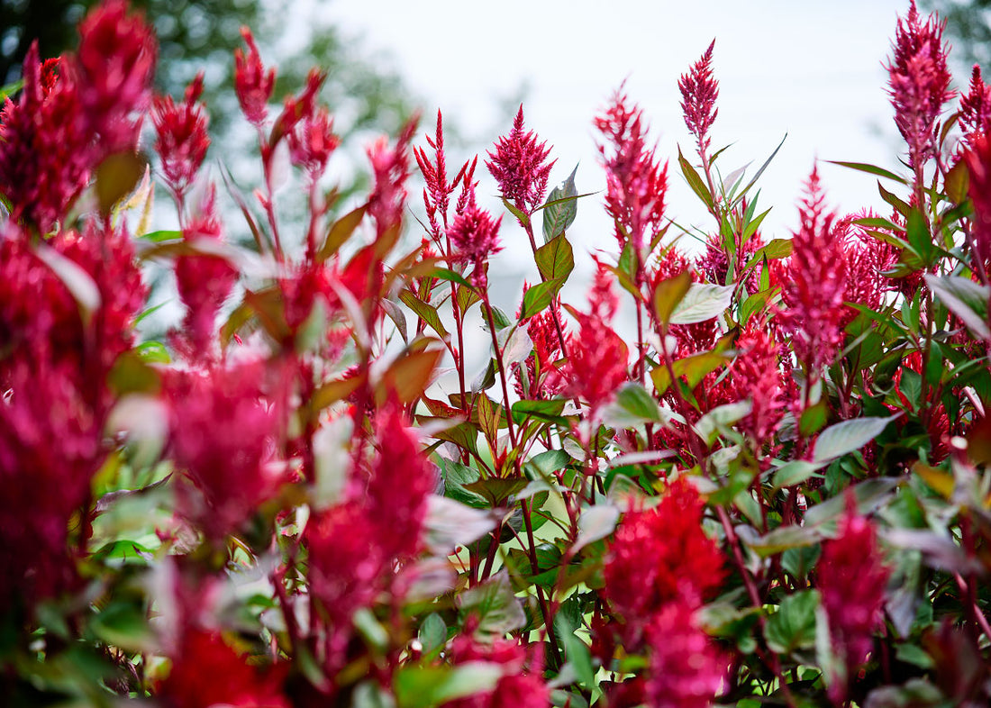 Forest Fire - Celosia Seeds