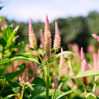 Tall, feathery rose-pink Texas Plume celosia flowers blooming in a sunny garden with green foliage.