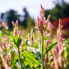 Tall, feathery pink Texas Plume celosia flowers blooming in a sunny garden with green foliage.