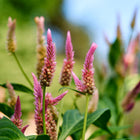 Texas Plume celosia plants with tall, feathery pink and magenta flower spikes blooming in a garden.