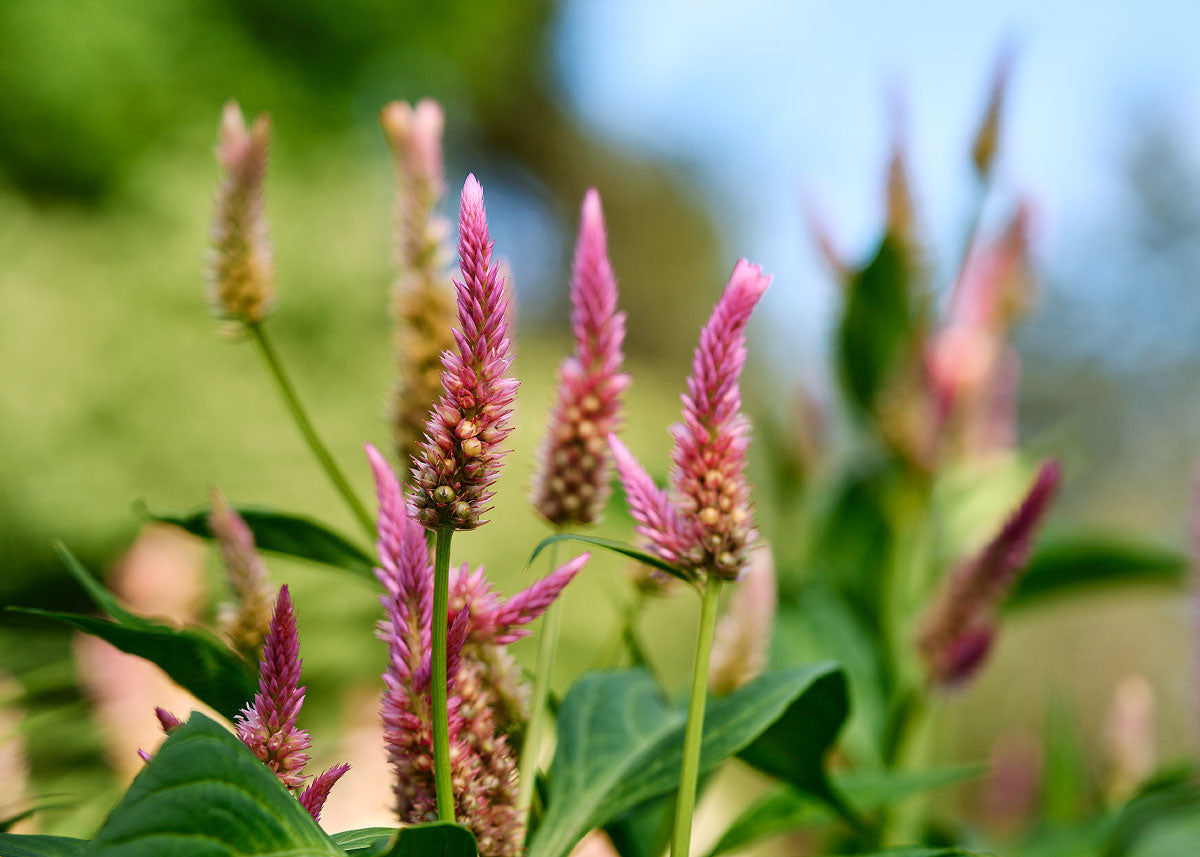 Texas Plume - Organic Celosia Seeds – Bucktown Seed Company