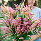 Person holding a large, fresh bouquet of pink and rose-colored Texas Plume celosia flowers in a garden.