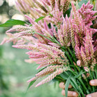 Hands holding a fresh bouquet of feathery, soft pink Texas Plume celosia flowers in a garden.