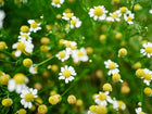 German chamomile flowers with white petals and golden yellow centers blooming among feathery green foliage.