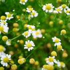 German chamomile flowers with white petals and golden yellow centers blooming among feathery green foliage.