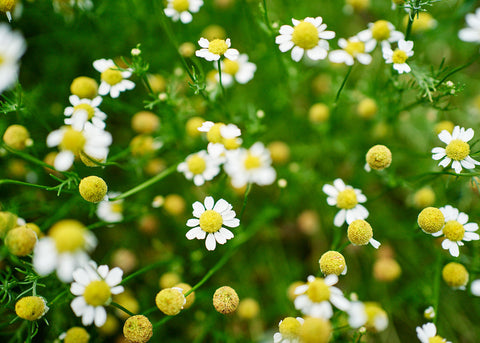 German - Chamomile Seeds - Organic