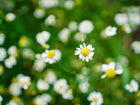 German chamomile flowers with white petals and golden centers blooming in a lush green garden.