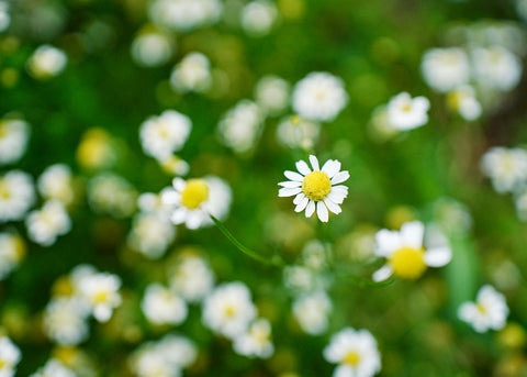 German - Chamomile Seeds - Organic