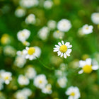German Chamomile flowers with white petals and yellow centers blooming in a lush green garden.