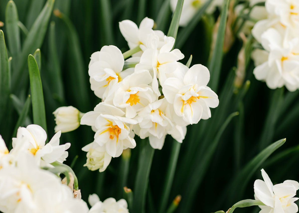 Cheerfulness Narcissus Bulbs Bucktown Seed Company
