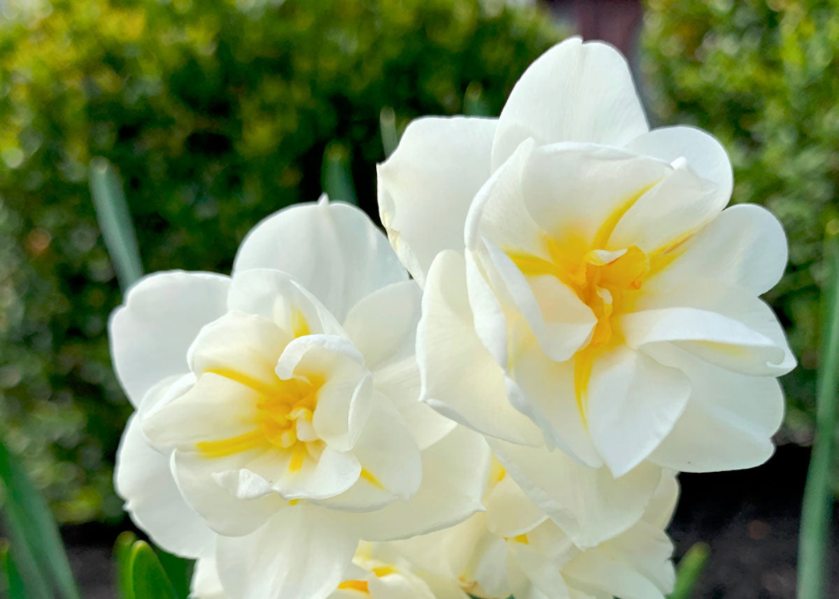 Cheerfulness - Narcissus Bulbs