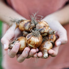 Hands cupping a cluster of brown, papery Cheerfulness Narcissus bulbs with visible roots.