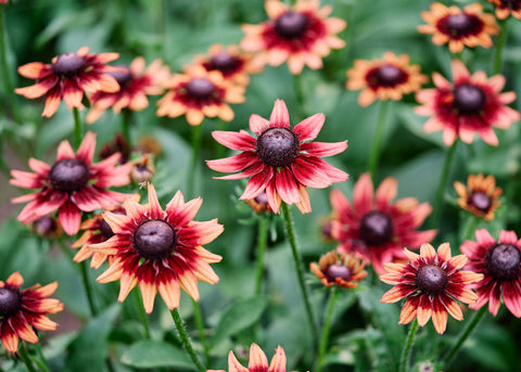 Cherry Brandy - Rudbeckia Seeds - Certified Naturally Grown (CNG)