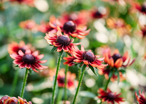 Cherry Brandy - Rudbeckia Seeds - Certified Naturally Grown (CNG)