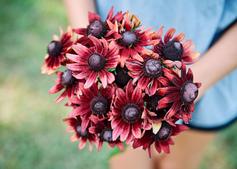 Cherry Brandy - Rudbeckia Seeds - Certified Naturally Grown (CNG)