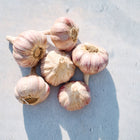 Six Chesnok Red garlic bulbs with purple-striped papery skins arranged on a light gray surface.