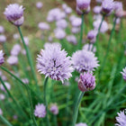 Common chives plants with round, light purple blossoms and thin green stems growing in a garden.