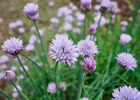 Chives Seeds