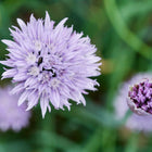 Top-down view of a blooming purple chives flower and a tight bud against a soft green background.