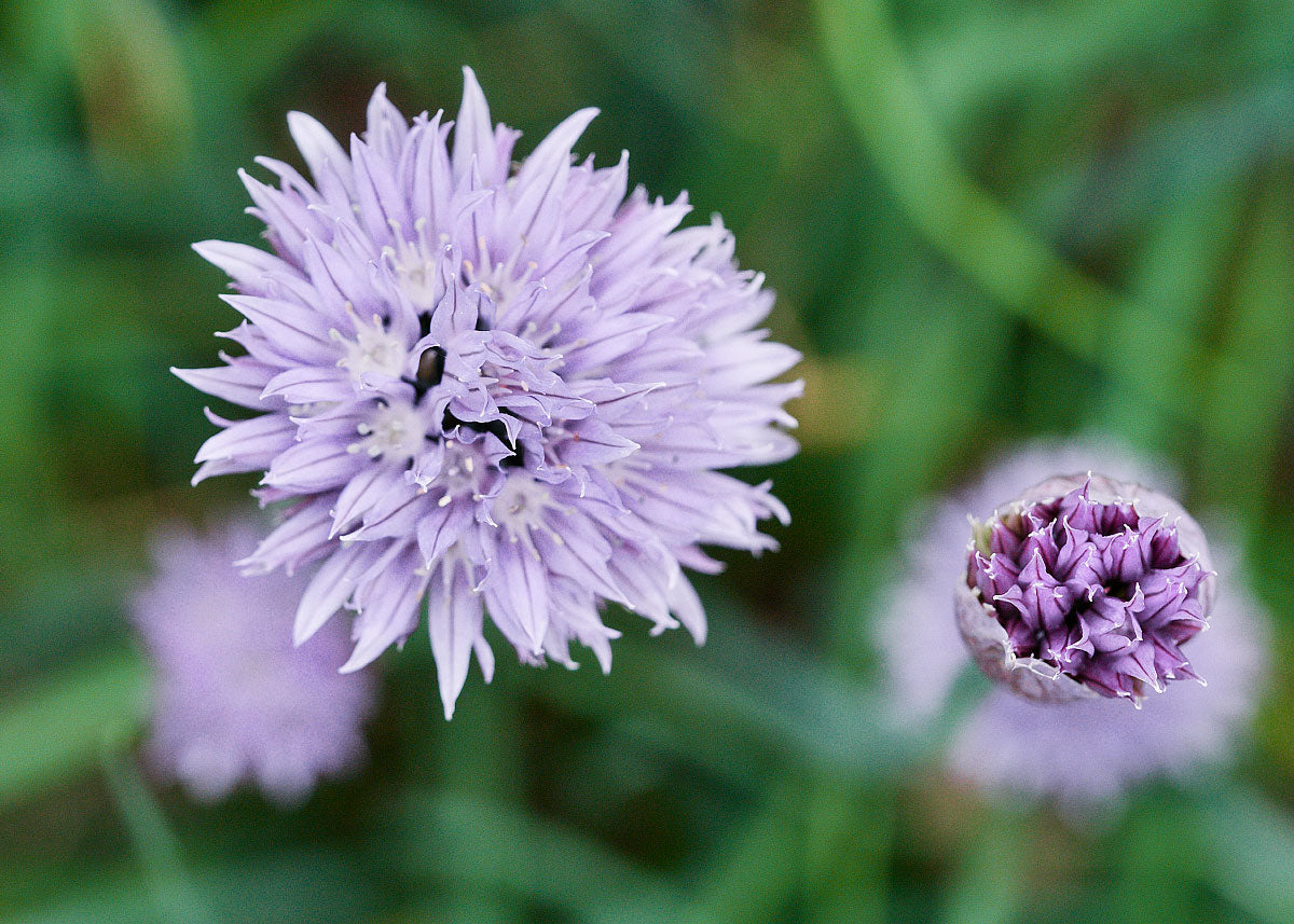 Chives Seeds