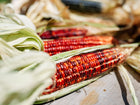 Bloody Butcher corn ears with deep red kernels and dried husks resting on a wooden surface.
