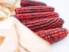 Dried Bloody Butcher corn ears with deep red kernels and light tan husks arranged on a white surface.