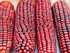 Four ears of Bloody Butcher corn with deep red and dark purple kernels arranged in rows.